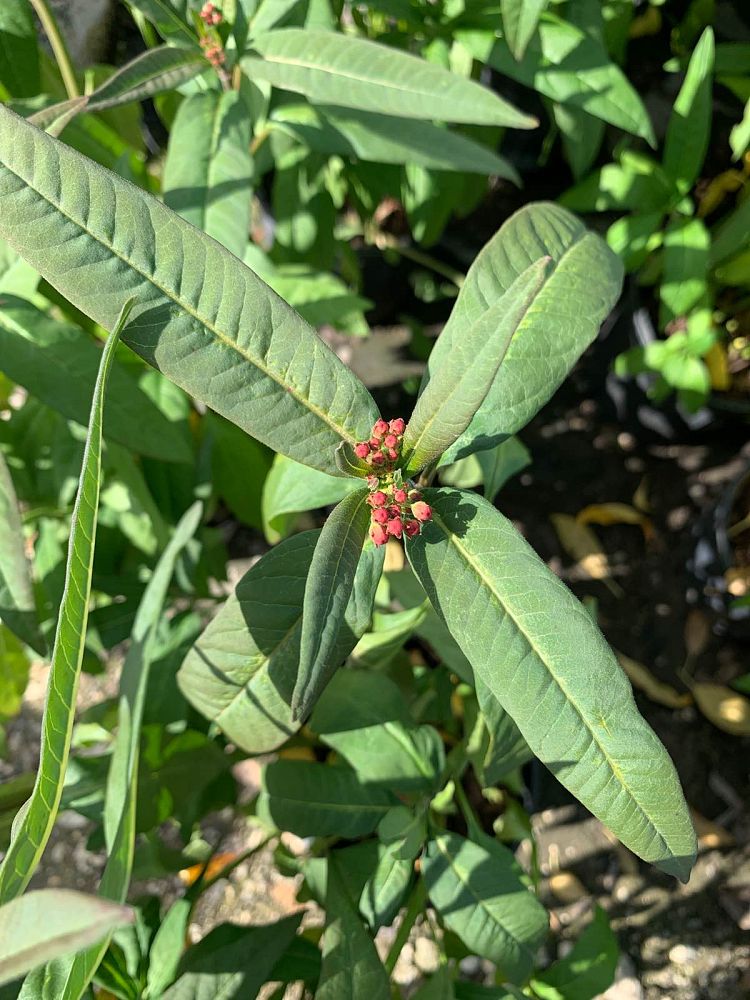 asclepias-curassavica-milkweed-bloodflower