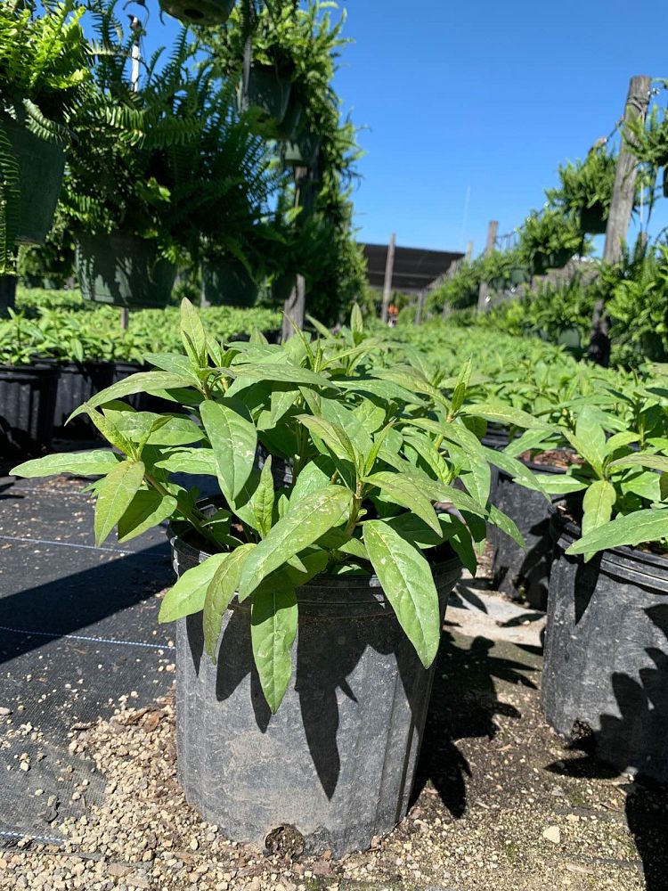 asclepias-curassavica-milkweed-bloodflower