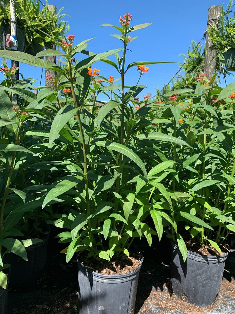 asclepias-curassavica-milkweed-bloodflower