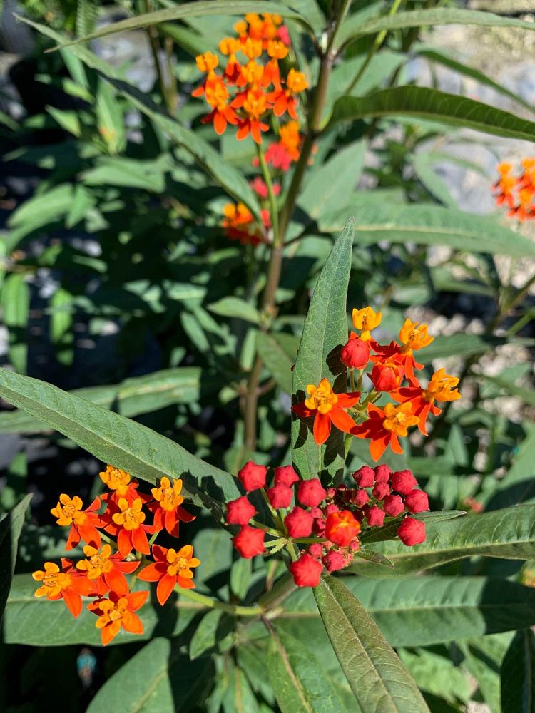 asclepias-curassavica-milkweed-bloodflower
