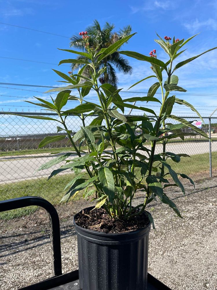 asclepias-curassavica-milkweed-bloodflower
