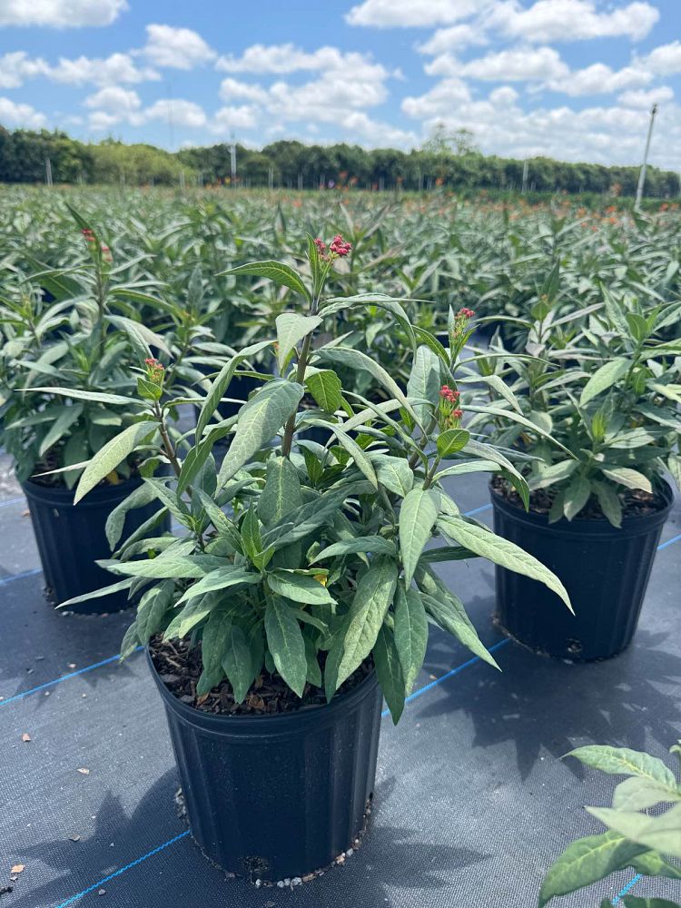 asclepias-curassavica-milkweed-bloodflower