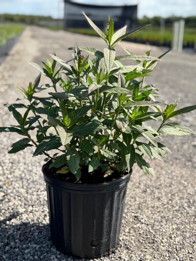 asclepias-curassavica-milkweed-bloodflower