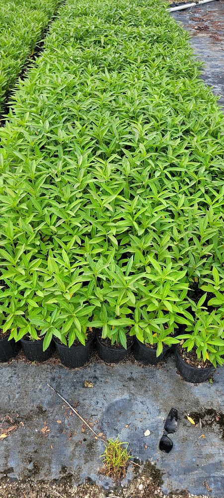 asclepias-curassavica-milkweed-bloodflower