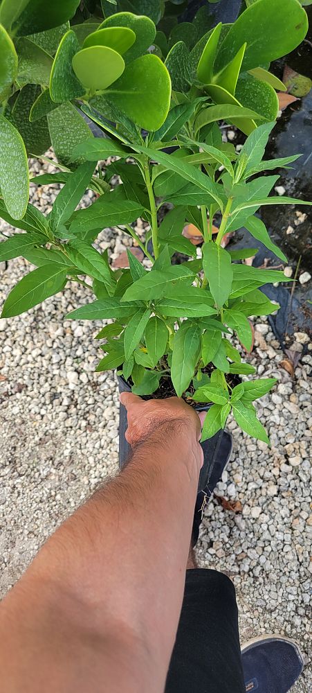 asclepias-curassavica-milkweed-bloodflower