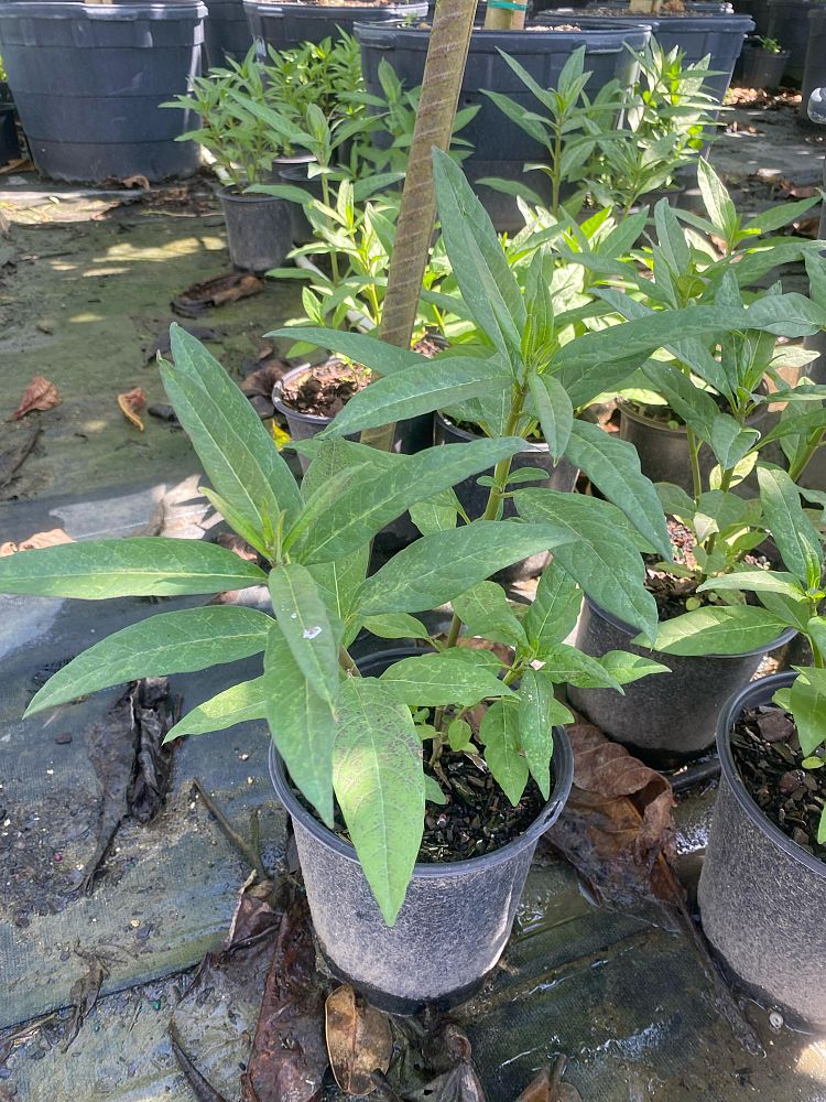asclepias-curassavica-milkweed-bloodflower