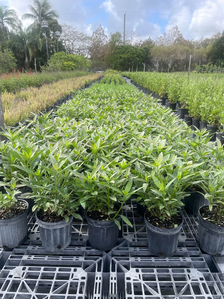 asclepias-curassavica-milkweed-bloodflower