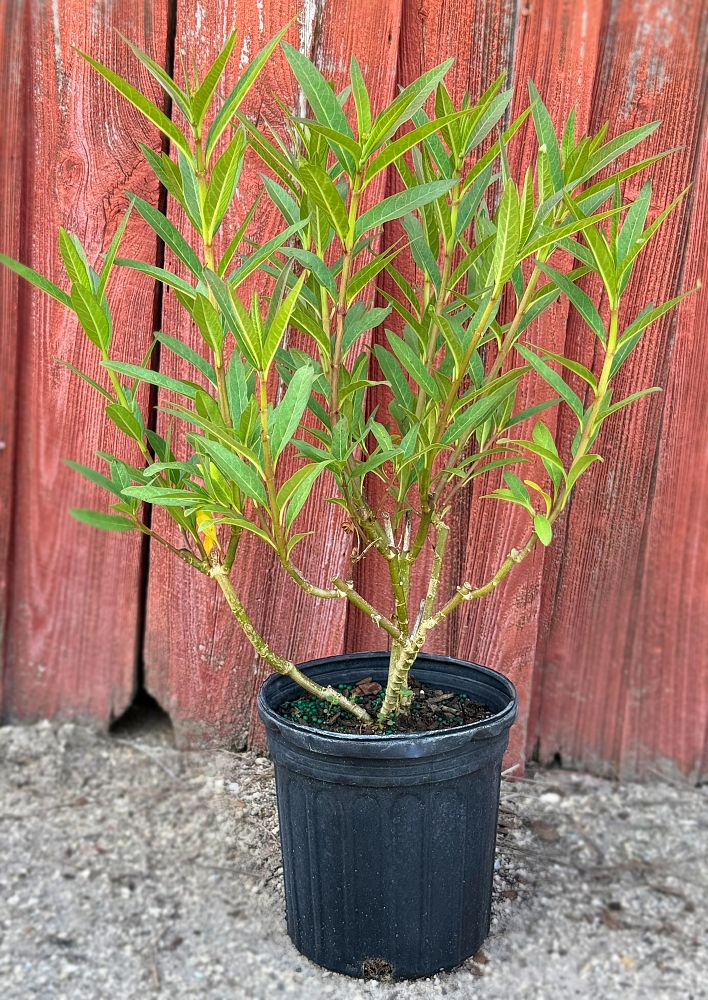 asclepias-curassavica-milkweed-bloodflower