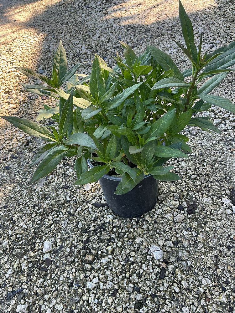 asclepias-curassavica-milkweed-bloodflower