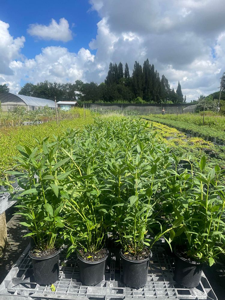 asclepias-curassavica-milkweed-bloodflower