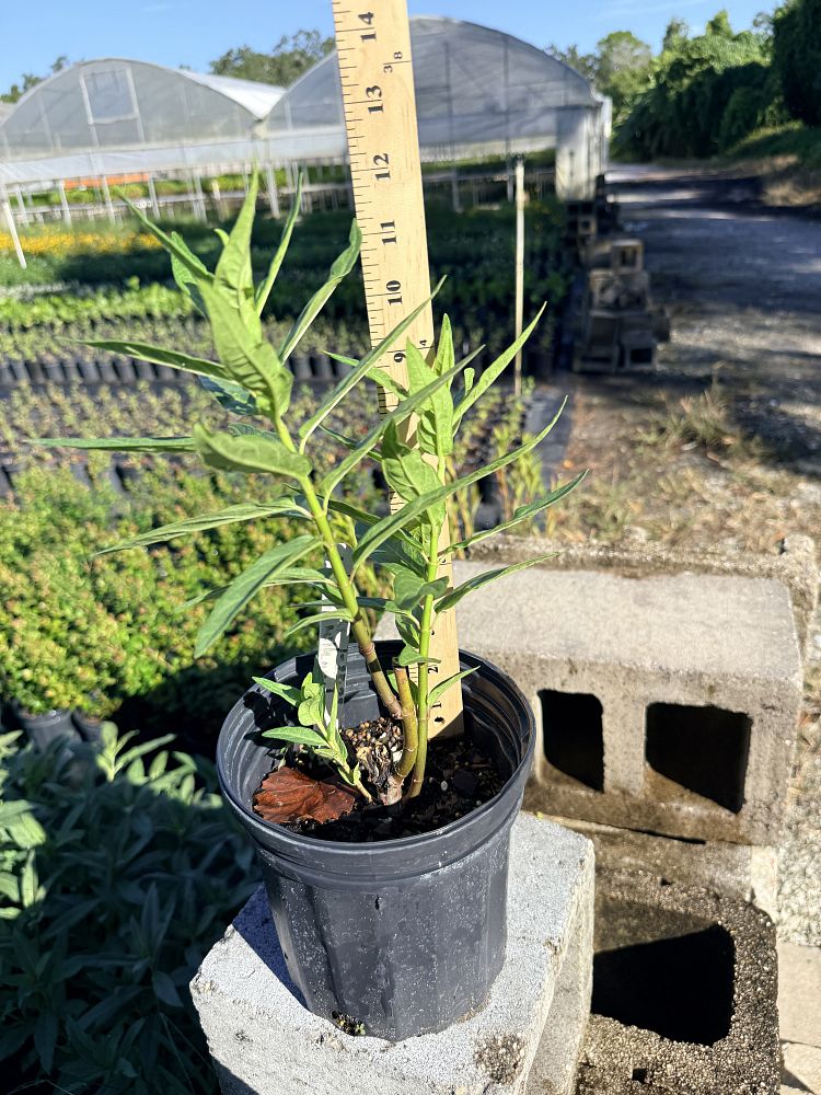 asclepias-curassavica-milkweed-bloodflower