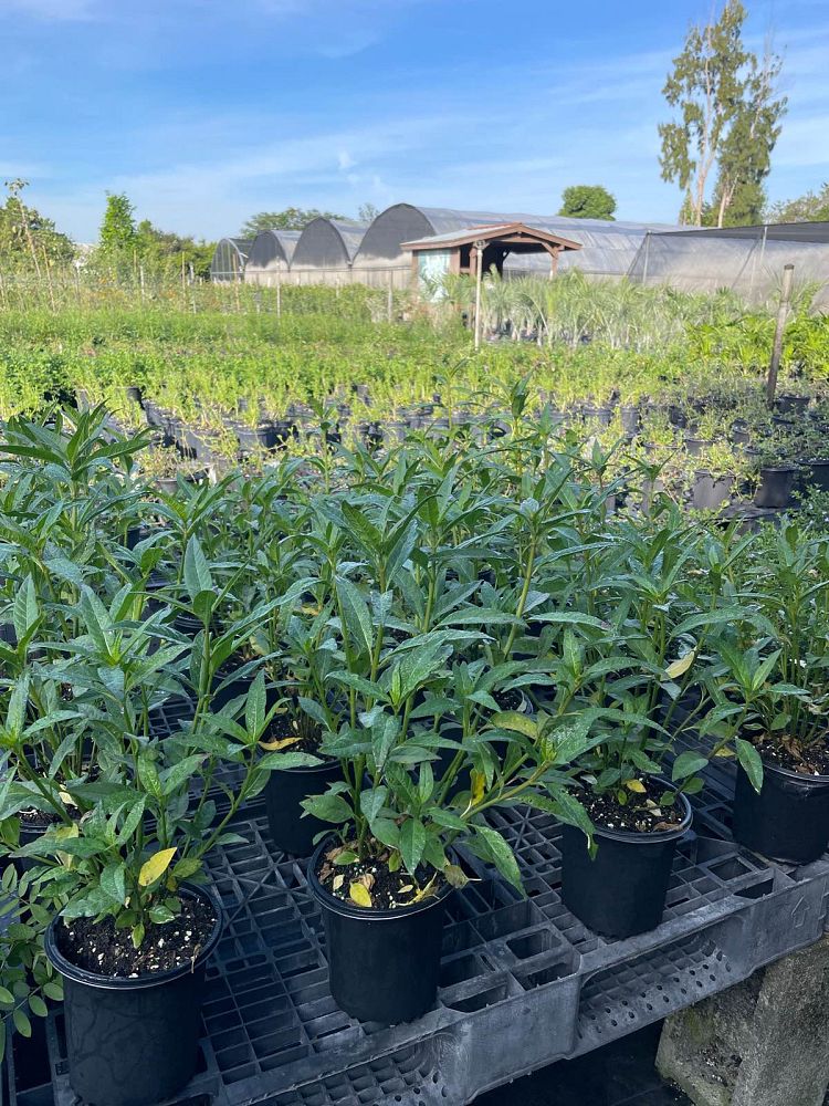 asclepias-curassavica-milkweed-bloodflower