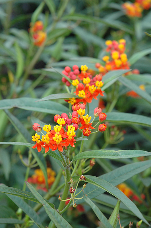 asclepias-curassavica-silky-deep-red-milkweed-bloodflower