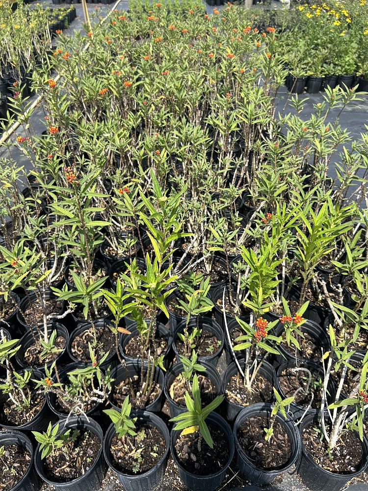 asclepias-curassavica-silky-formula-mix-butterfly-weed-mexican-milkweed-scarlet-milkweed-swallow-wort-bloodflower