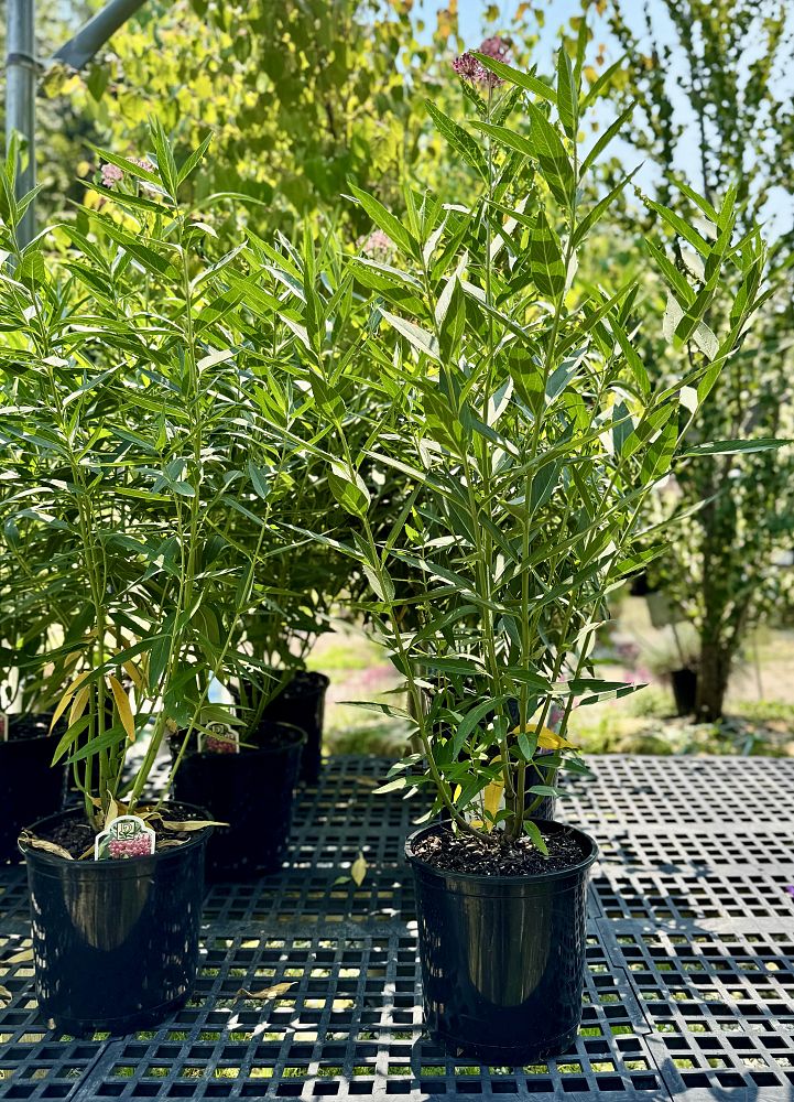 asclepias-incarnata-cinderella-swamp-milkweed