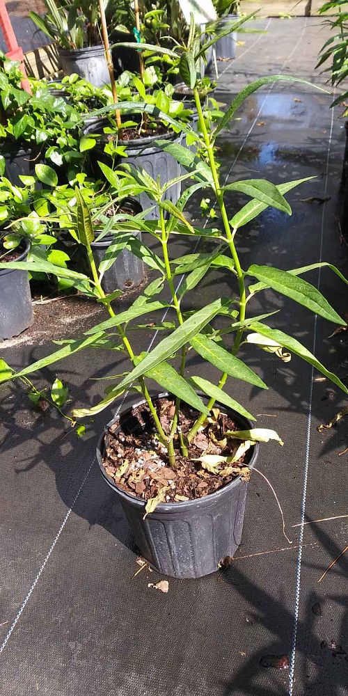asclepias-incarnata-swamp-milkweed