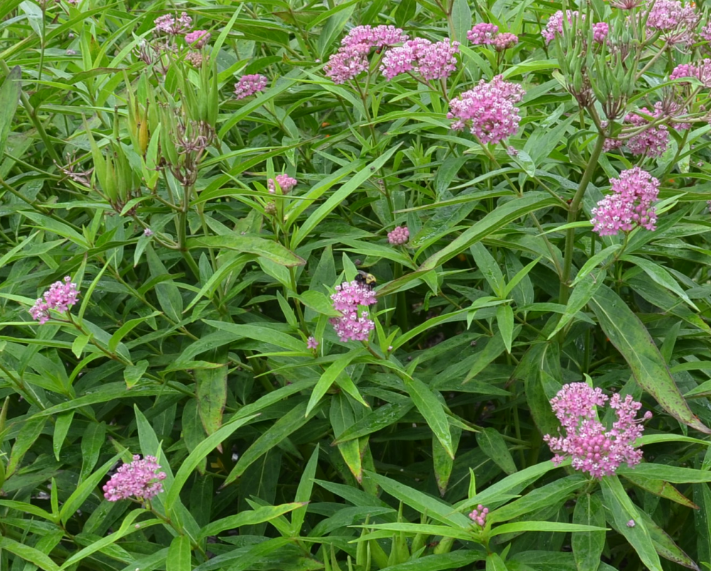 asclepias-incarnata-swamp-milkweed