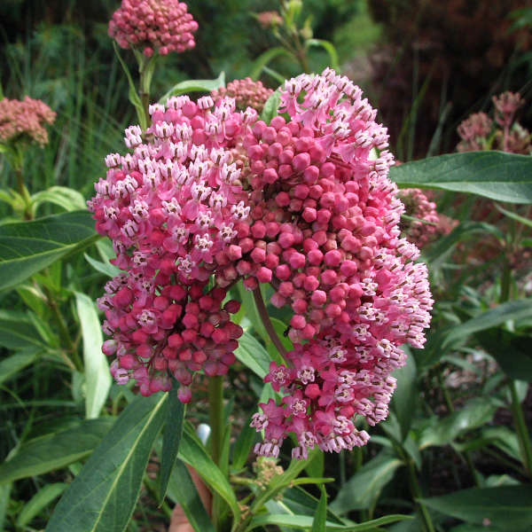 asclepias-incarnata-swamp-milkweed