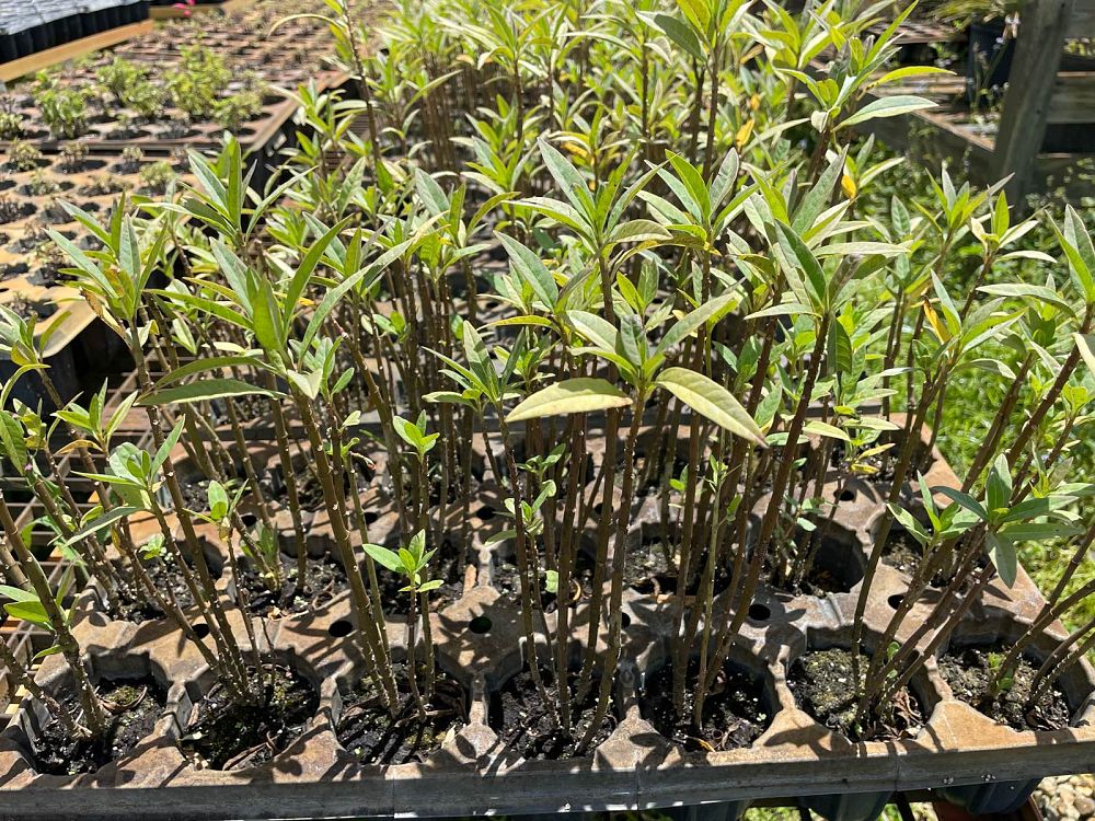 asclepias-incarnata-swamp-milkweed