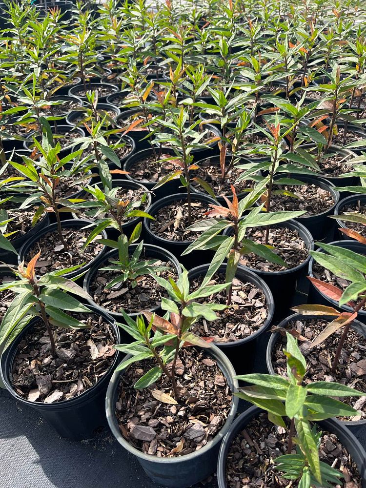 asclepias-incarnata-swamp-milkweed