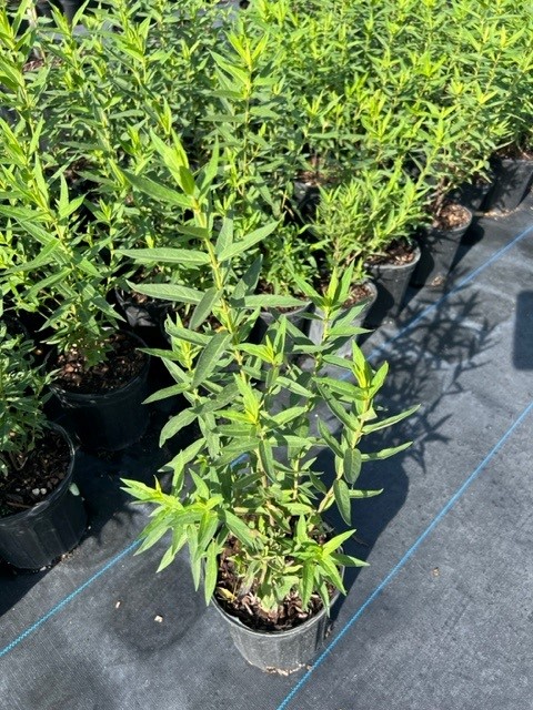 asclepias-incarnata-swamp-milkweed