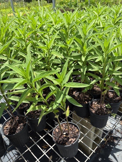 asclepias-incarnata-swamp-milkweed