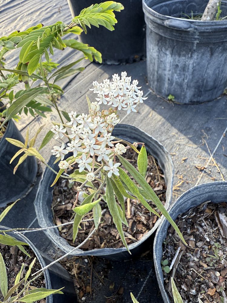 asclepias-incarnata-swamp-milkweed