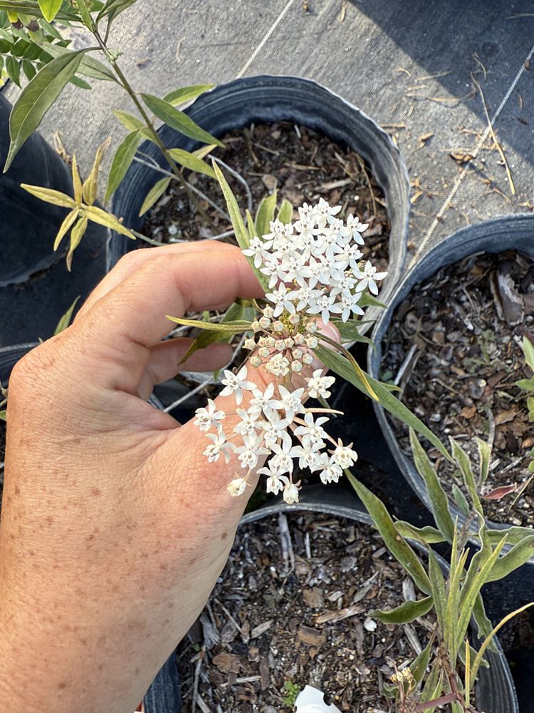 asclepias-incarnata-swamp-milkweed
