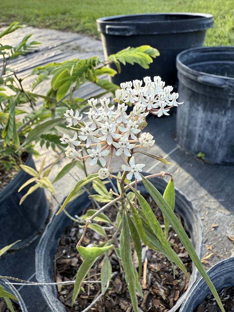 asclepias-incarnata-swamp-milkweed