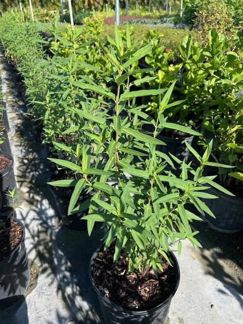 asclepias-incarnata-swamp-milkweed