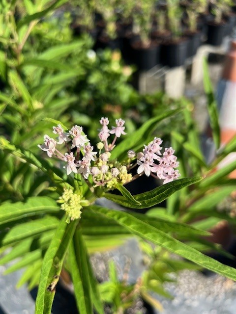 asclepias-incarnata-swamp-milkweed