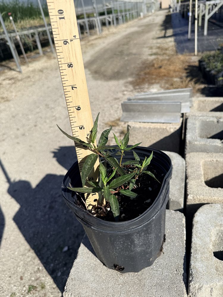 asclepias-incarnata-swamp-milkweed
