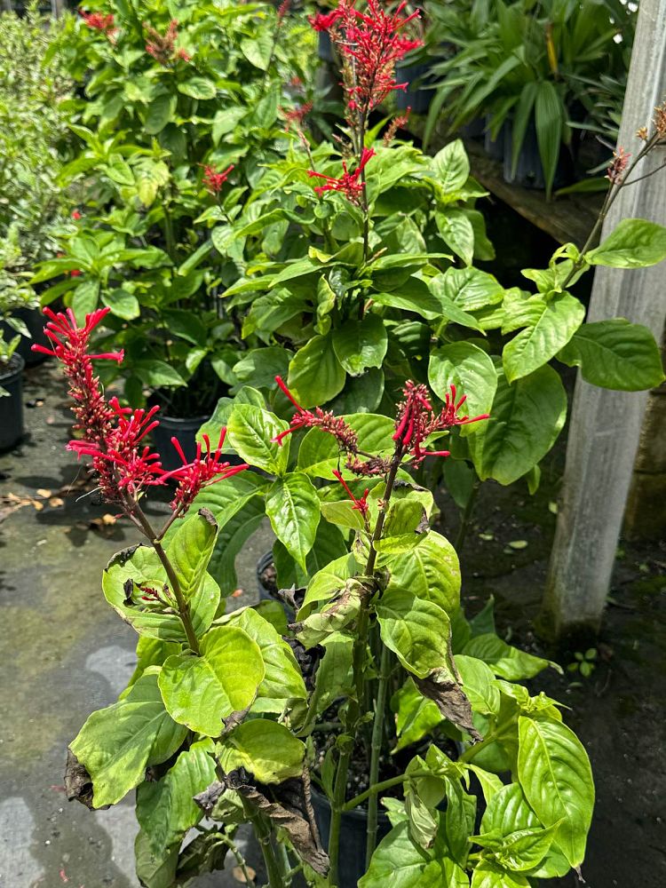 asclepias-perennis-aquatic-milkweed