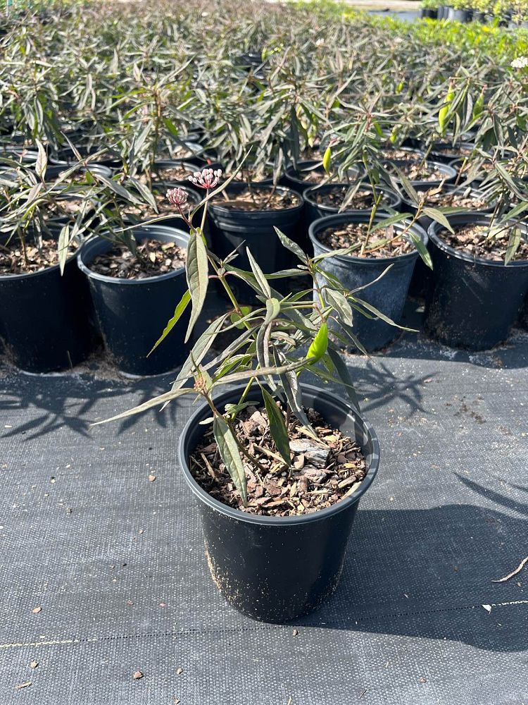 asclepias-perennis-aquatic-milkweed
