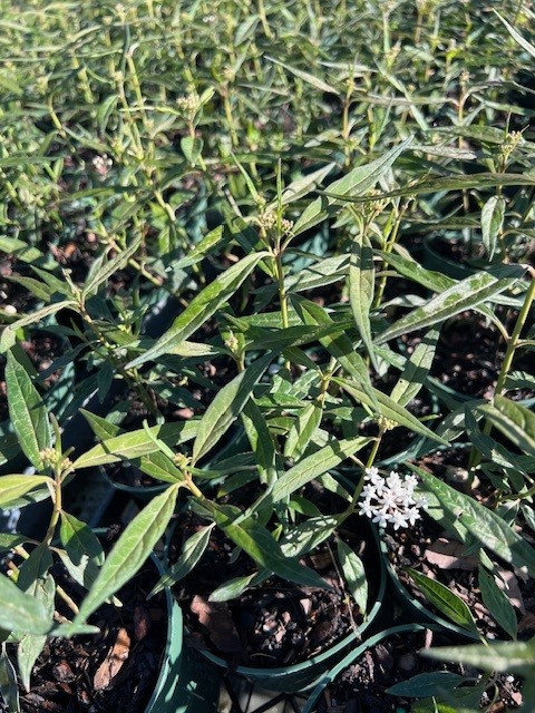 asclepias-perennis-aquatic-milkweed