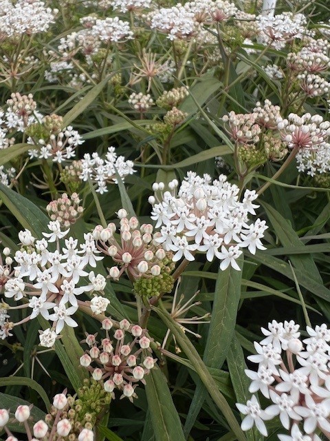 asclepias-perennis-aquatic-milkweed