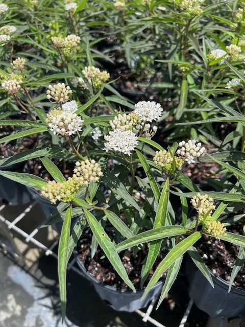 asclepias-perennis-aquatic-milkweed