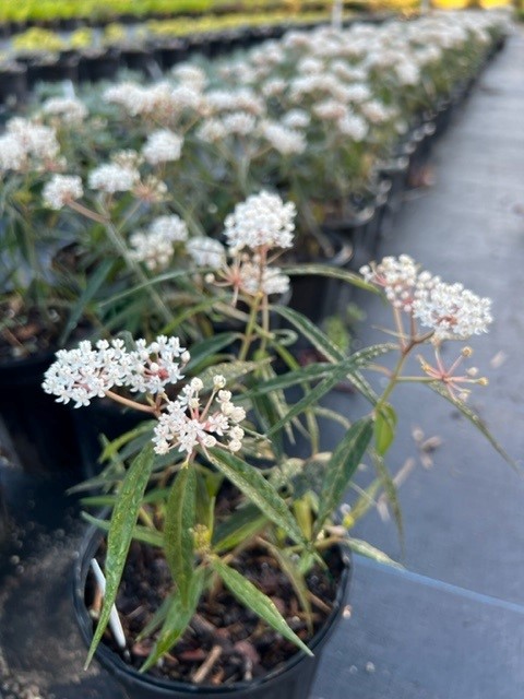 asclepias-perennis-aquatic-milkweed