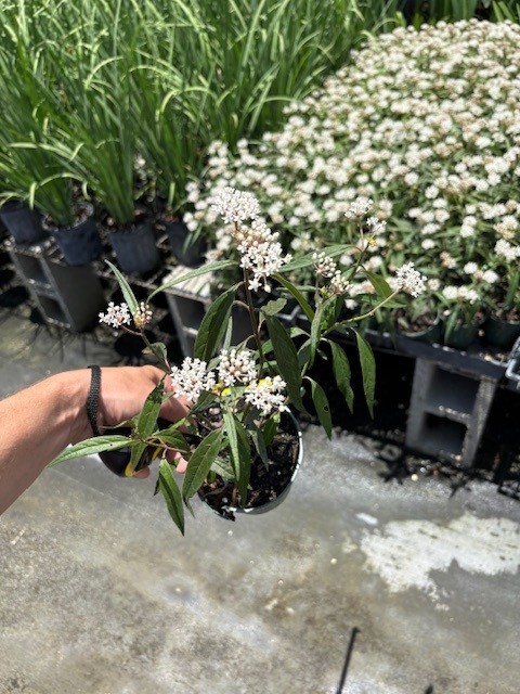asclepias-perennis-aquatic-milkweed