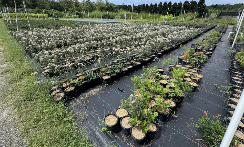 asclepias-perennis-aquatic-milkweed
