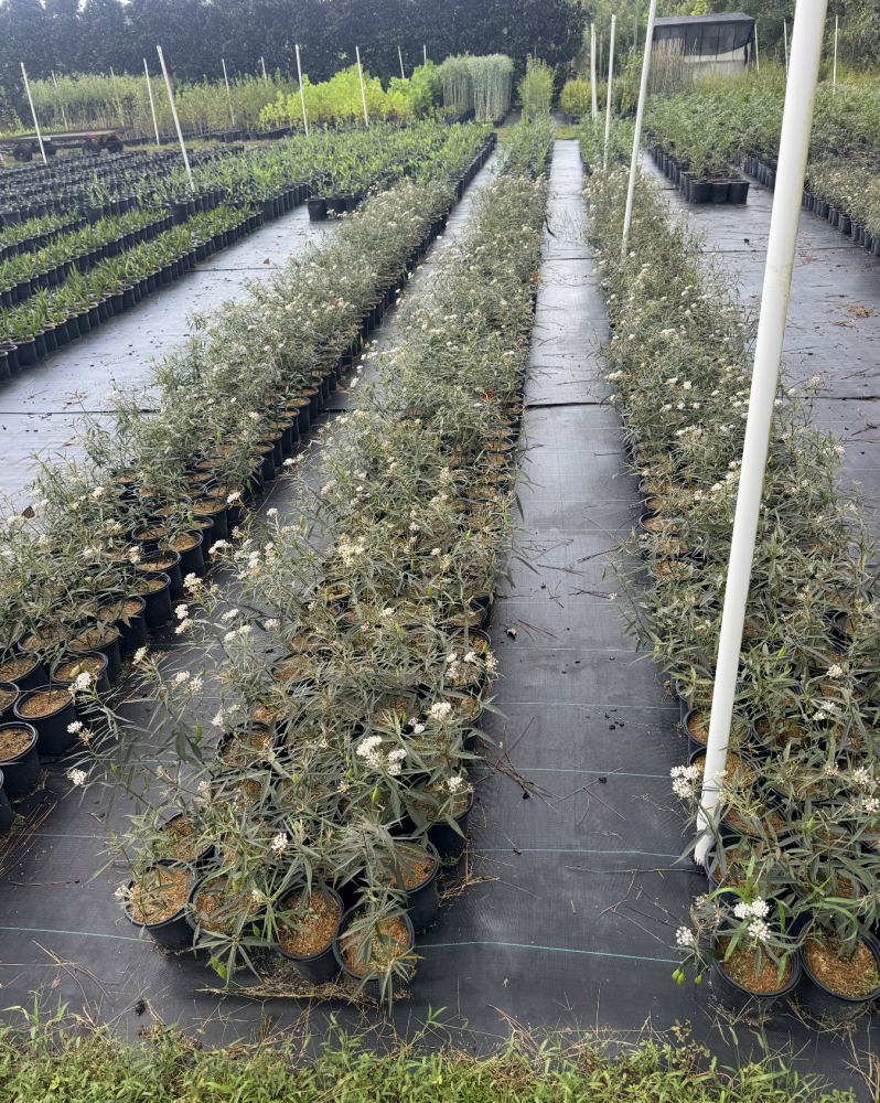 asclepias-perennis-aquatic-milkweed