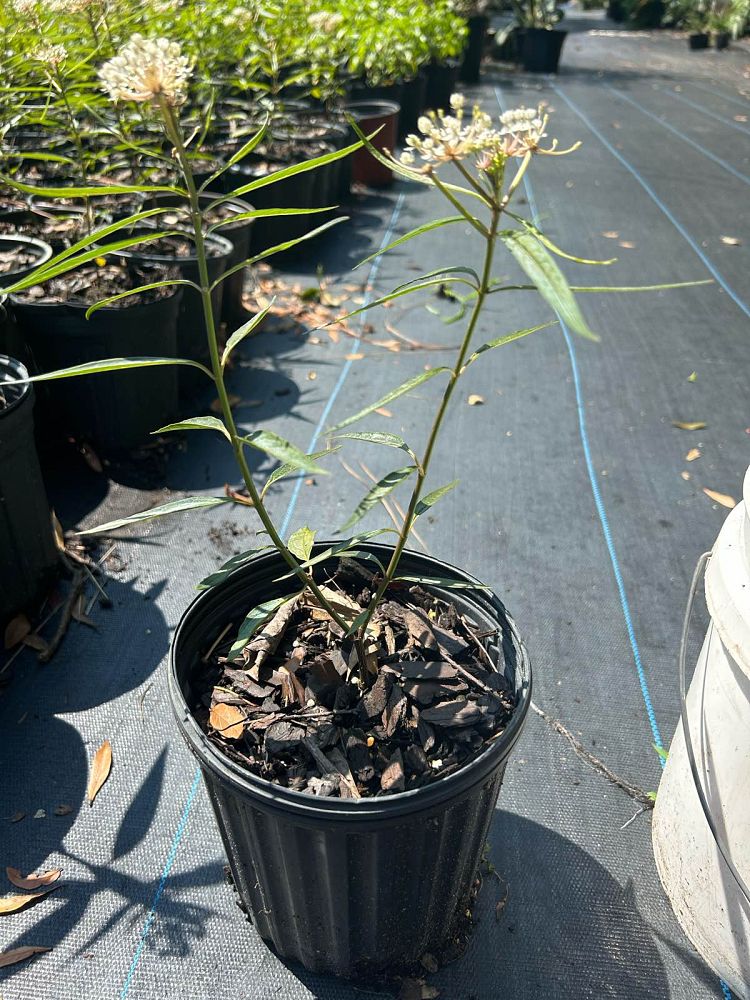 asclepias-perennis-milkweed