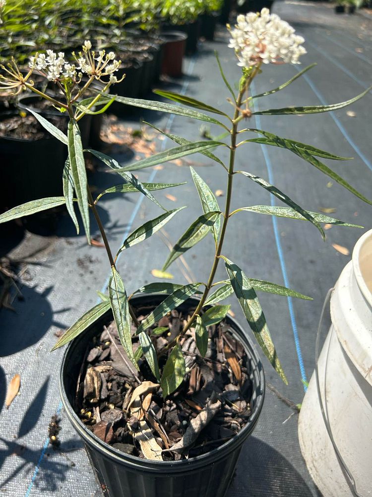 asclepias-perennis-milkweed