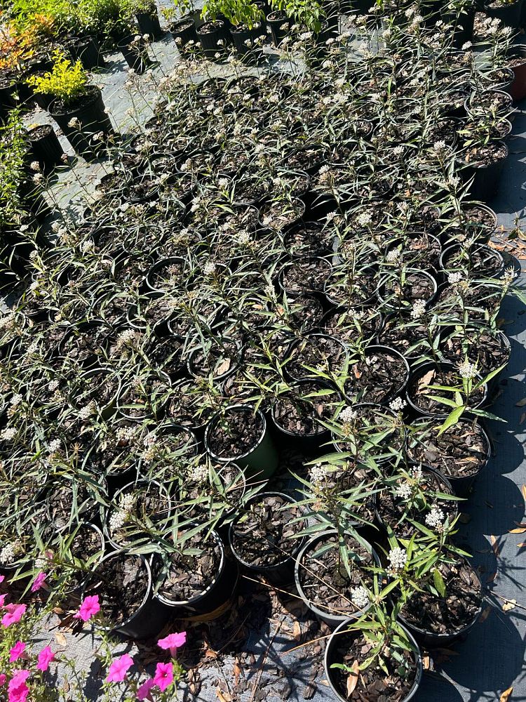 asclepias-perennis-milkweed