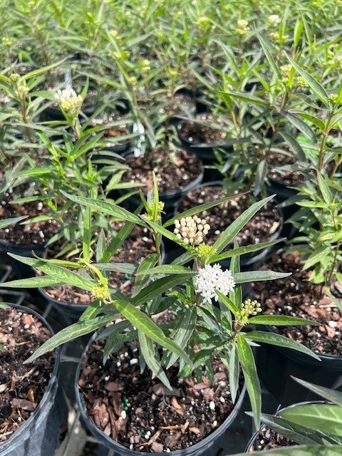 asclepias-perennis-milkweed