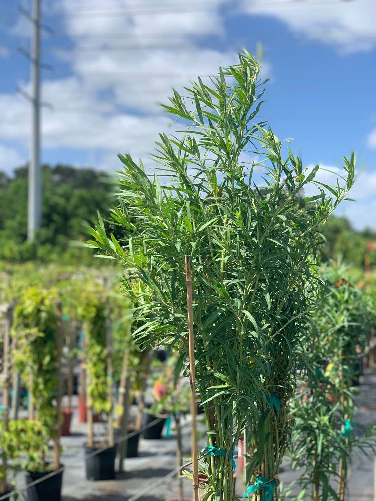 asclepias-physocarpa-balloon-plant