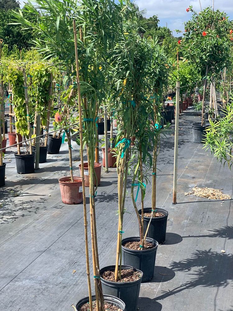 asclepias-physocarpa-balloon-plant