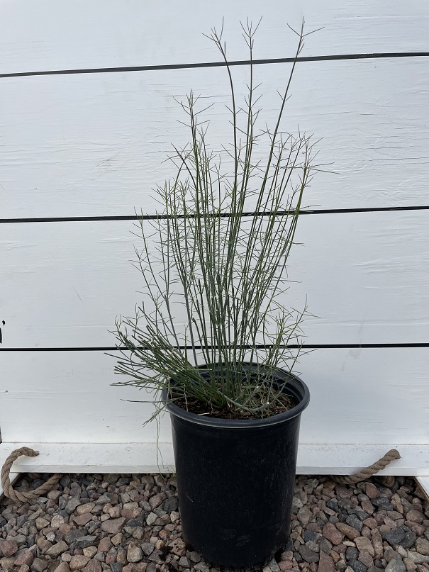 asclepias-subulata-desert-milkweed