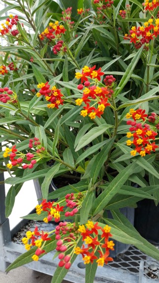 asclepias-tuberosa-butterfly-milkweed