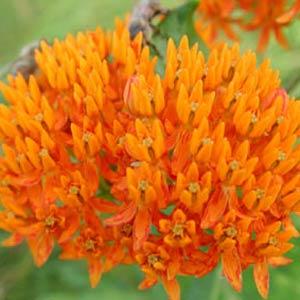 asclepias-tuberosa-butterfly-milkweed